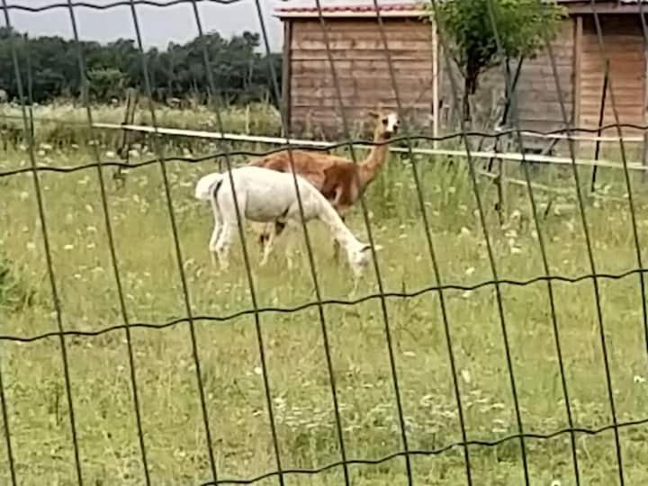 Septfonds Belle Maison Du Quercy מראה חיצוני תמונה