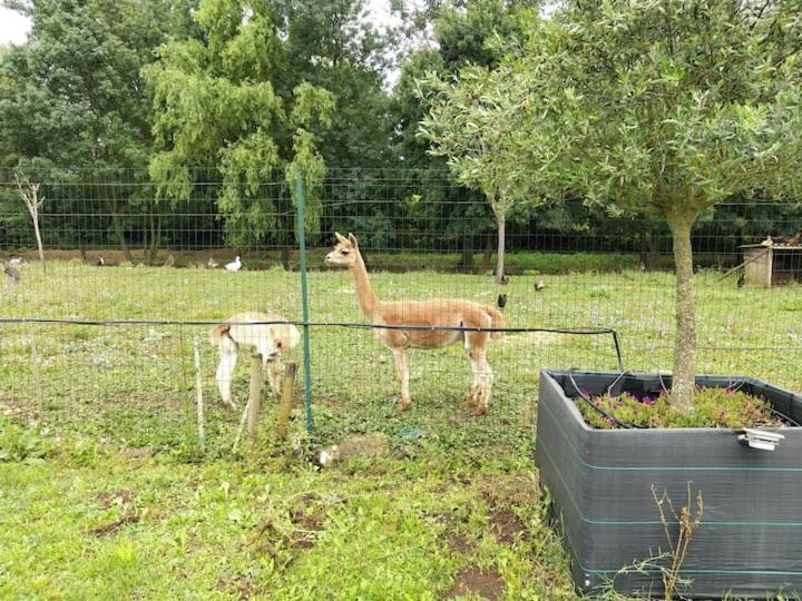 Septfonds Belle Maison Du Quercy מראה חיצוני תמונה